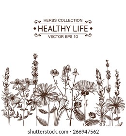 Vector card with ink hand drawn medical herbs and plants. Vintage design with herbal flowers illustration.