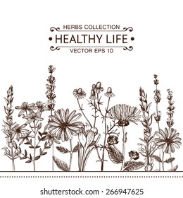 Vector card with ink hand drawn medical herbs and plants. Vintage design with herbal flowers illustration.
