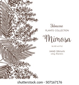 Vector card or invitation design with hand drawn Mimosa flowers. Vintage frame with Silver Wattle sketch on white background. Floral wedding or women's day template. The 8 of March