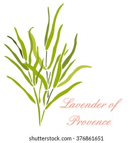 vector card with lavender Provence