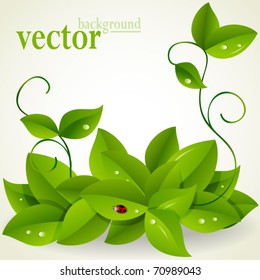 vector card with natural plant