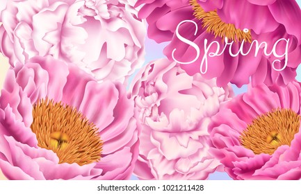 Vector Card with Pink Peonies. Spring or Summer Romantic Floral Illustration