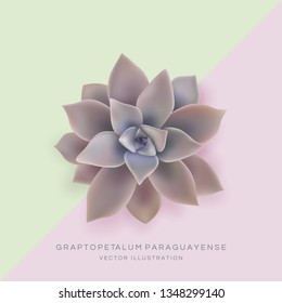 Vector card, postcard. Graptopetalum paraguayense Ghost Plant. Realistic Illustration. Jade plant. Crassulaceae family.