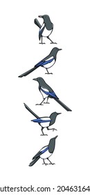 Tarjeta vectorial con una fila de adorables Magpies dibujados a mano en diferentes posturas. Dibujo de tinta, estilo gráfico. Bellos elementos de diseño animal.