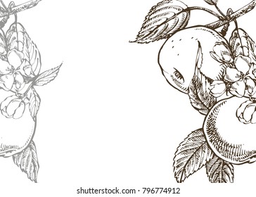 Vector card spring. Black and white blooming branches of apple tree.