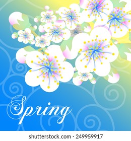 Vector card with stylized cherry (apricot) blossom and text Spring.