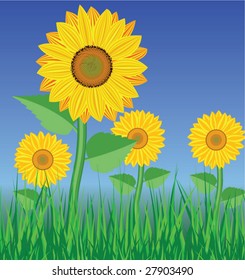 vector card with sunflowers on blue sky