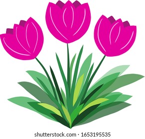 Tarjeta vectorial con tulipanes, flores rosas. Día de la mujer.