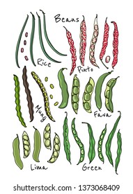 Vector card with variety of hand drawn bean pods. Beautiful food design elements, ink drawing. Visual chart of bean types.