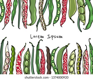 Vector card with variety of hand drawn bean pods. Beautiful food design elements, ink drawing. Visual chart of bean types.