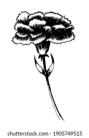 Vector carnation sketch. Hand drawn black and white carnation flower. Vector stock botanical illustration.