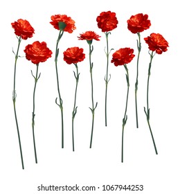 Vector carnations, a set of nine different flowers