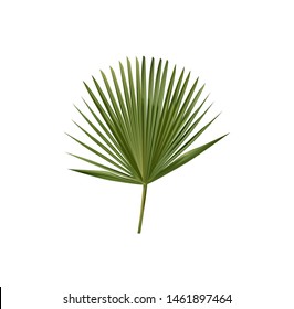 Vector Carnauba Palm Leaf also called Brazil wax and palm wax. Isolated.