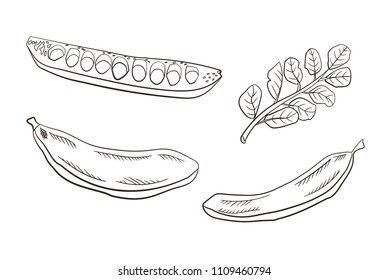 Vector Carob Pods and Leaves, Engraved Drawing Illustration Isolated on White Background, Healthy Eating Caffeine Free Product.