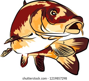 Vector carp fish