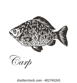 vector carp hand drawn illustration