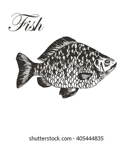 vector carp hand drawn sketch