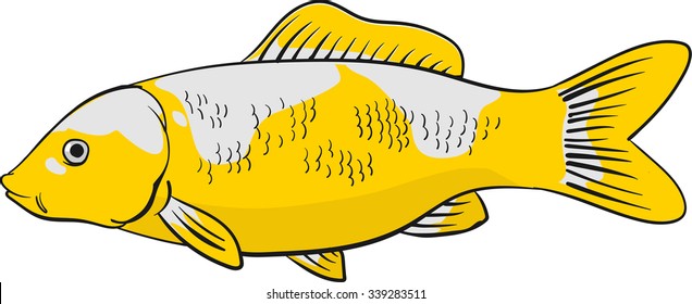 Vector of Carp koi