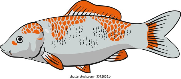 Vector of Carp koi