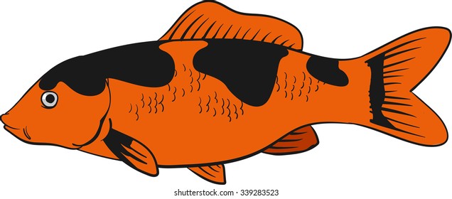 Vector of Carp koi