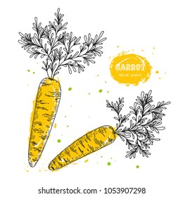 Vector carrot hand drawn illustration in the style of engraving. Detailed vegetarian food drawing. Farm market product. Grunge illustration for create the menu, recipes, decorating kitchen items