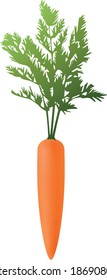 Vector carrot illustration. Isolated illustration of carrots. Realistic gradient carrot