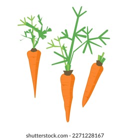 vector carrot isolated on white background