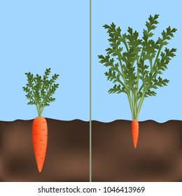 Vector. Carrot leaves, grass plants various shapes large and small, lots of fertilizer, bugs gardening plant growth, realistic isolated 3D illustration