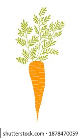 Vector carrot sketch. Realistic carrot with leafy tops jn white background. Spring symbol. For greeting card, textile, decor, menu.