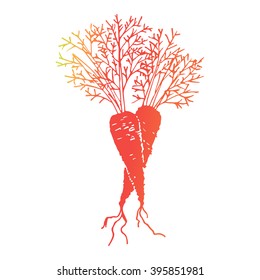 Vector carrot. Sketch style