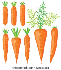 Vector carrots. Collection of fresh carrots of various shapes, vector illustrations