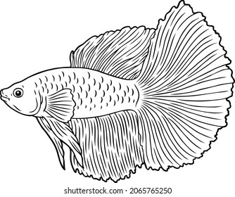 Vector Cartoon 24k Dumbo Ear Betta Stock Vector (Royalty Free ...