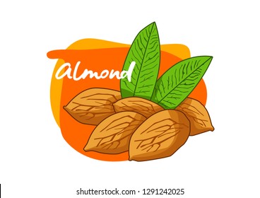 vector cartoon almond illustration, isolated almonds on a white background, fresh almonds, hazelnuts, vector almonds.