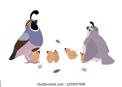 vector cartoon animal clip art california quail