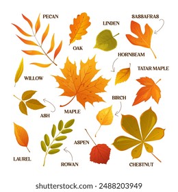 Vector cartoon autumn leaves collection with names.