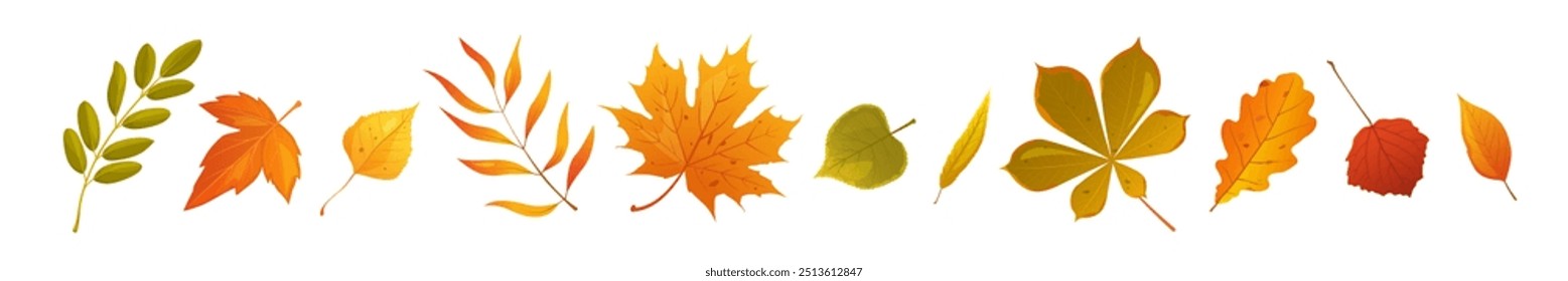 Vector cartoon autumn leaves collection with names isolated on white background