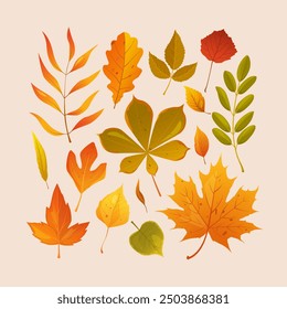 Vector cartoon autumn leaves poster of different types isolated on light background.