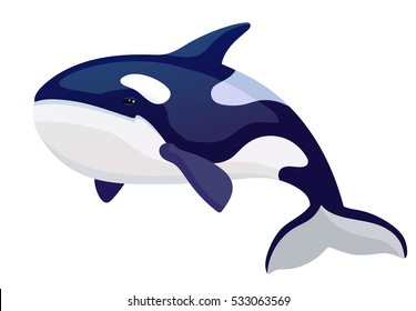 Vector cartoon beautiful grampus killer whale