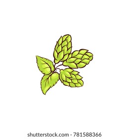 vector cartoon beer green hop cones, leaves with stem icon. Isolated illustration on a white background. Popular alcohol drink, brewery industry floral symbol