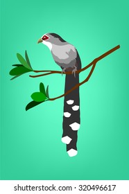 A vector cartoon of bird (Green-billed Malkoha, Phaenicophaeus tristis).