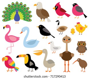 Vector cartoon birds, isolated illustrations set