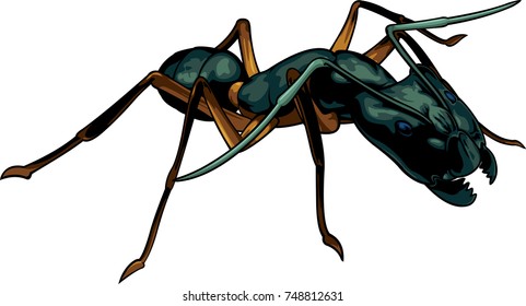 Vector cartoon black ant warrior on white background