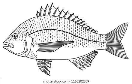 Vector Cartoon Black Bream Fish Line Art