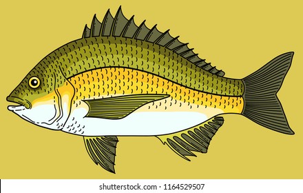 Vector Cartoon Black Bream Fish