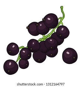 Vector Cartoon Black Currant Berries on Branch