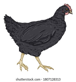 Vector Cartoon Black Hen. Poultry Illustration.