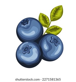 Vector cartoon blueberries with leaves. Isolated on white background. Icon for your design. for pattern, badge, label, textile etc.Forest fruit plant. Realistic vector illustration isolated on white 