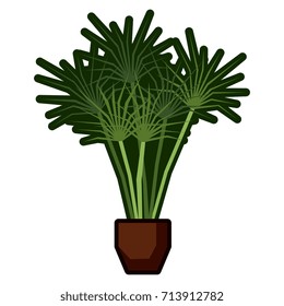 Vector Cartoon Bonsai Isolated On White Background