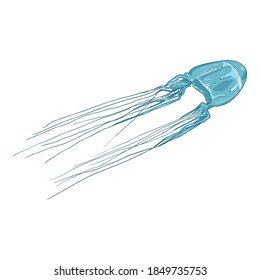 Vector Cartoon Box Jellyfish. Sea Wasp Illustration.