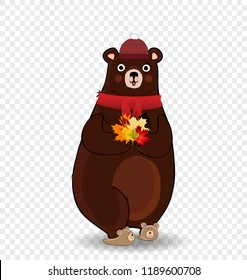 Vector cartoon character illustration of cute bear in red knitted scarf and hat holding colored fallen maple leaves bouquet in paws isolated on transparent background. Autumn design clip art element